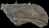 Xiphactinus Jaw Section - Terror of The Cretaceous Seas! #54303-1